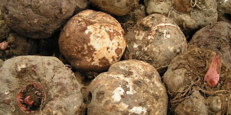 Củ nưa: Món ăn dân gian – hy vọng mới trong điều trị ung thư