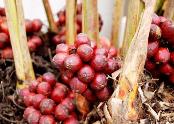 Thảo quả tiêu diệt ung thư gan, chống di căn K buồng trứng