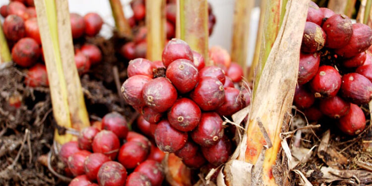 Thảo quả tiêu diệt ung thư gan, chống di căn K buồng trứng