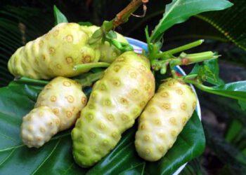 Trái Nhàu – Tiềm năng trong phòng và hỗ trợ điều trị ung thư