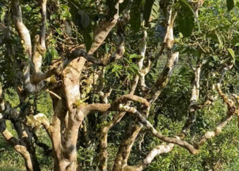 Chè Shan Tuyết – đặc biệt với khả năng chống ung thư