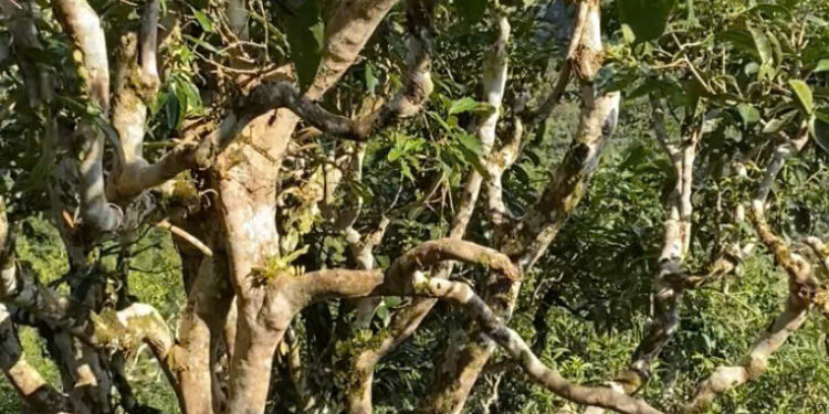 Chè Shan Tuyết – đặc biệt với khả năng chống ung thư