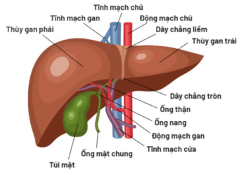 Hỗ trợ điều trị ung thư gan bằng thuốc Nam