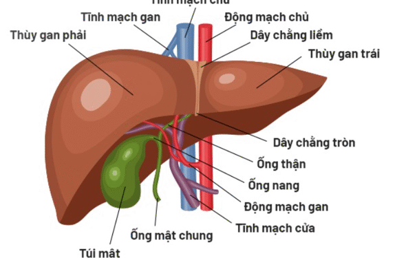 Hỗ trợ điều trị ung thư gan bằng thuốc Nam