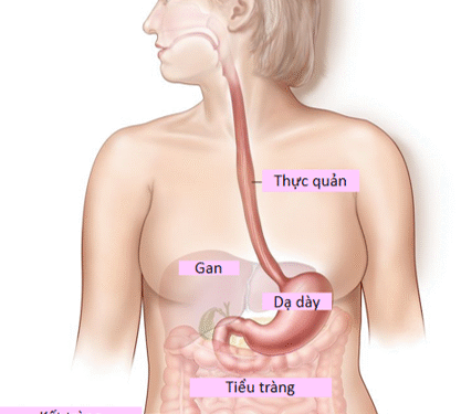 Thuốc Nam trong hỗ trợ điều trị ung thư thực quản