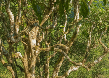 Chè shan tuyết – Tả Phìn Hồ