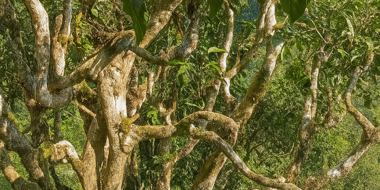 Chè shan tuyết – Tả Phìn Hồ