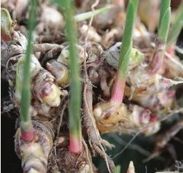 Zingiber zerumbet (gừng gió) trong chống ung thư đa đích