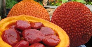 Tiềm năng hạt gấc chống ung thư