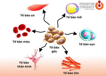 BÁC SĨ PHẢI ĐỐI MẶT TẾ BÀO GỐC UNG THƯ (Mục tiêu điều trị quan trọng nhất trong bệnh ung thư)