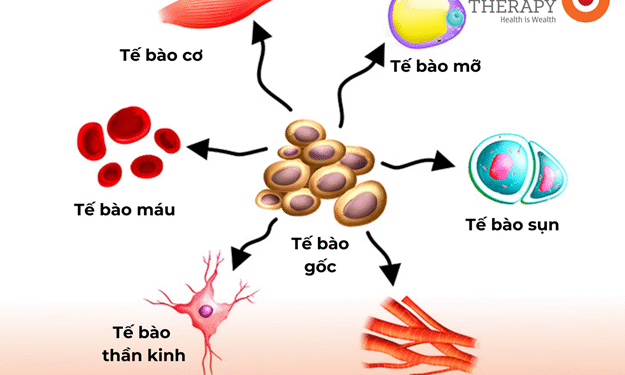 BÁC SĨ PHẢI ĐỐI MẶT TẾ BÀO GỐC UNG THƯ (Mục tiêu điều trị quan trọng nhất trong bệnh ung thư)