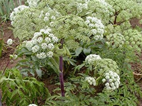 Bạch chỉ – tiềm năng chống ung thư hiện đại