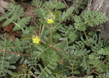 Bạch tật lê – vị thuốc “Bổ dương” đến tiềm năng chống ung thư gan