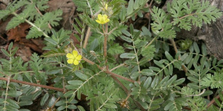 Bạch tật lê – vị thuốc “Bổ dương” đến tiềm năng chống ung thư gan