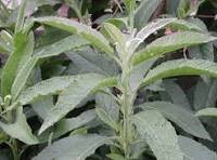 Đại bi – Từ cây thuốc dân gian đến dữ liệu phân tử hiện đại