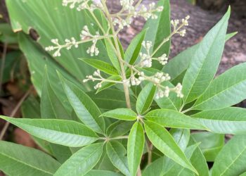 Hiệu quả thuốc phụ thuộc ứng xử sau thu hái