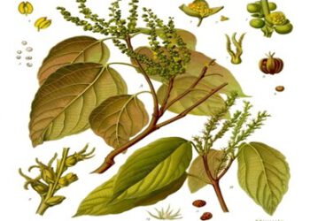 Ba bét lùn – chữa trứng cá nặng, nhưng chạm tới ung thư thì không “bét” và không “lùn” nữa