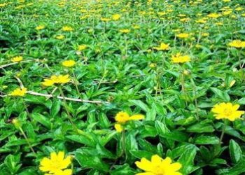 Sài đất ba thuỳ – từ cỏ dại bờ ruộng đến phòng thí nghiệm ung thư máu