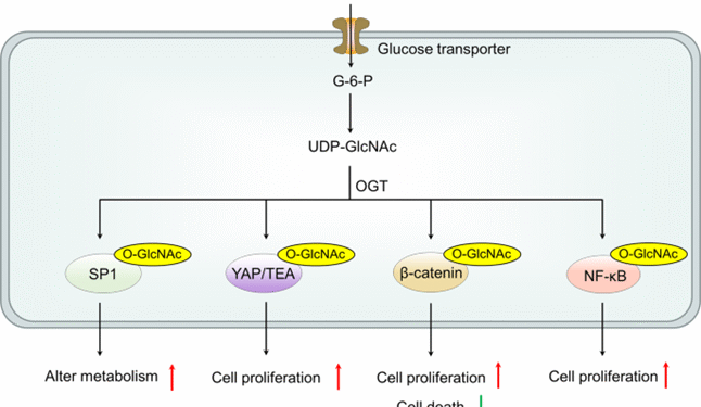 Ung thư: Khác nhau muôn hình, nhưng giống nhau ở “Trục sống”