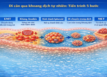 Di căn qua khoang dịch tự nhiên, con đường hiệu quả chưa được trú ý trong lâm sàng