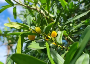 TỔNG QUAN HOẠT CHẤT SINH HỌC CÂY XÁO TAM PHÂN
