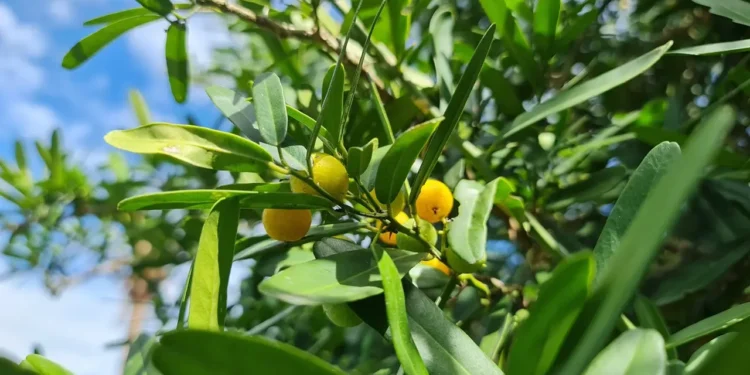 TỔNG QUAN HOẠT CHẤT SINH HỌC CÂY XÁO TAM PHÂN