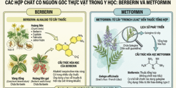 Berberin và Metformin từ cây thuốc đến chuyển hóa với tế bào gốc ung thư
