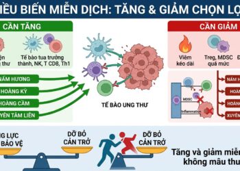Nhị Hoàng Xuyên Hương: Điều biến miễn dịch từ Nấm hương, Hoàng kỳ, Hoàng cầm và Xuyên tâm liên với sức khỏe người ung thư