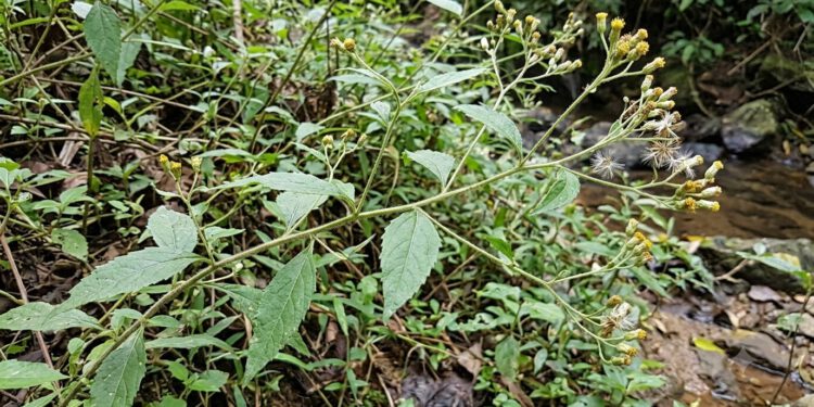 Dây bầu rừng: từ 5 chiếc lá rừng đến lời giải mã khoa học sau 32 năm