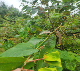 Cây Tai mèo và cơ chế chữa thống kinh