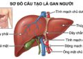 Cơ sở dược lý và triển vọng nghiên cứu thảo dược đối với các bệnh lý gan