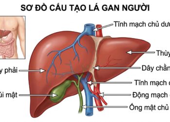 Cơ sở dược lý và triển vọng nghiên cứu thảo dược đối với các bệnh lý gan